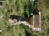 image of grave number 947079